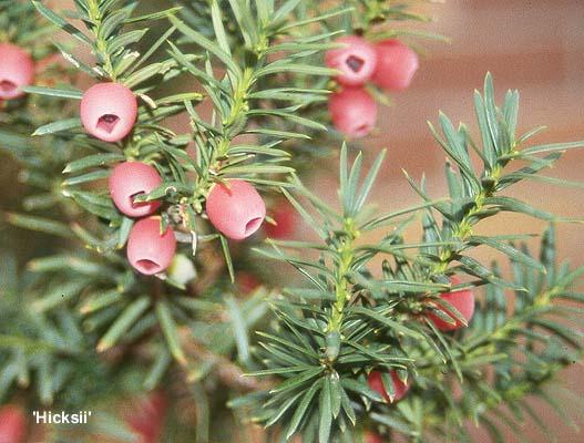 Taxus Media 'tauntonii' - View 29 from www redcrocus com