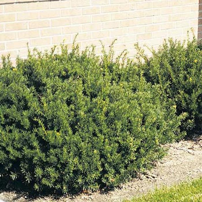 Taxus Media 'tauntonii' - View 2 from www redcrocus com