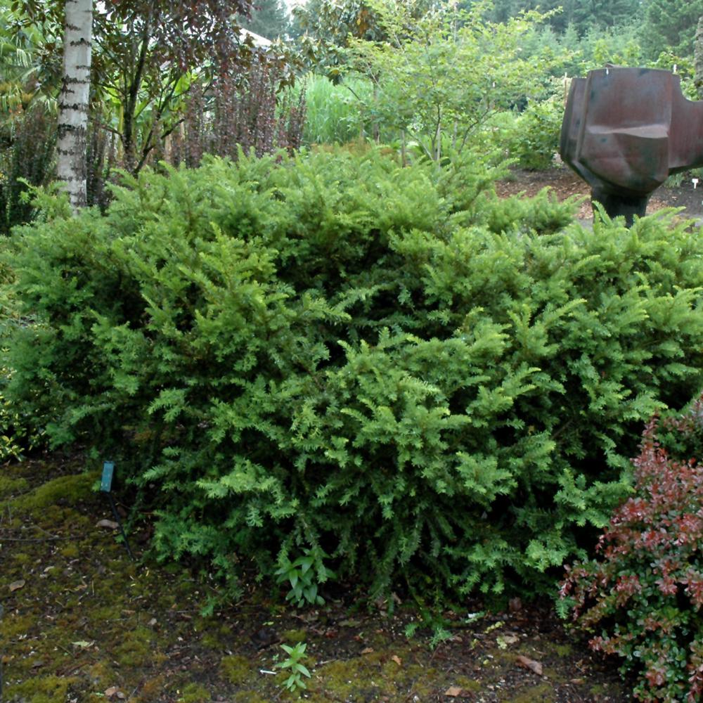 Taxus Media 'tauntonii' - View 30 from www redcrocus com