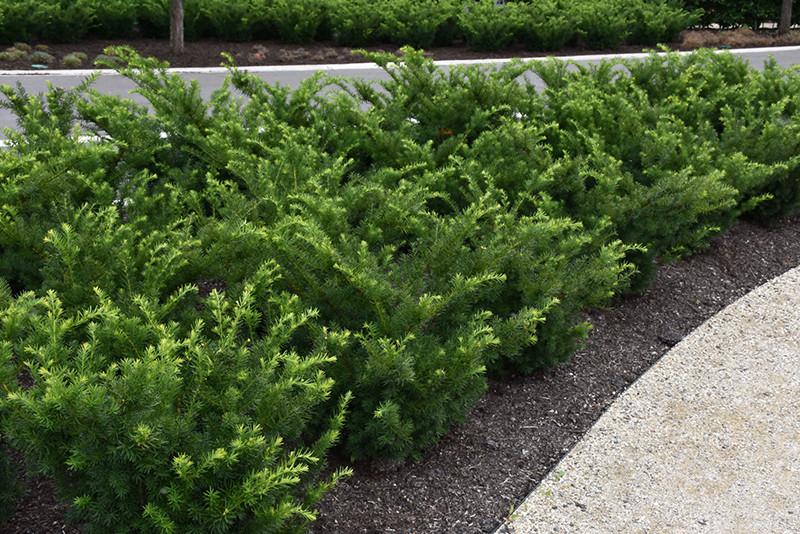 Taxus Media 'tauntonii' - View 31 from www redcrocus com
