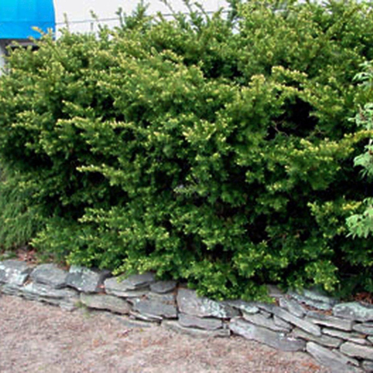 Taxus Media 'tauntonii' - View 32 from www redcrocus com