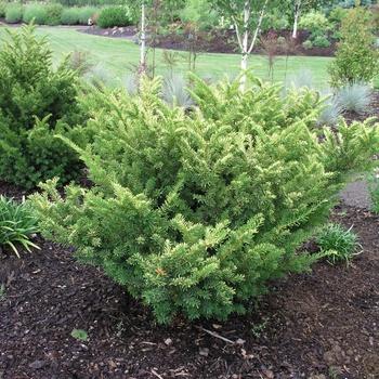 Taxus Media 'tauntonii' - View 34 from www redcrocus com