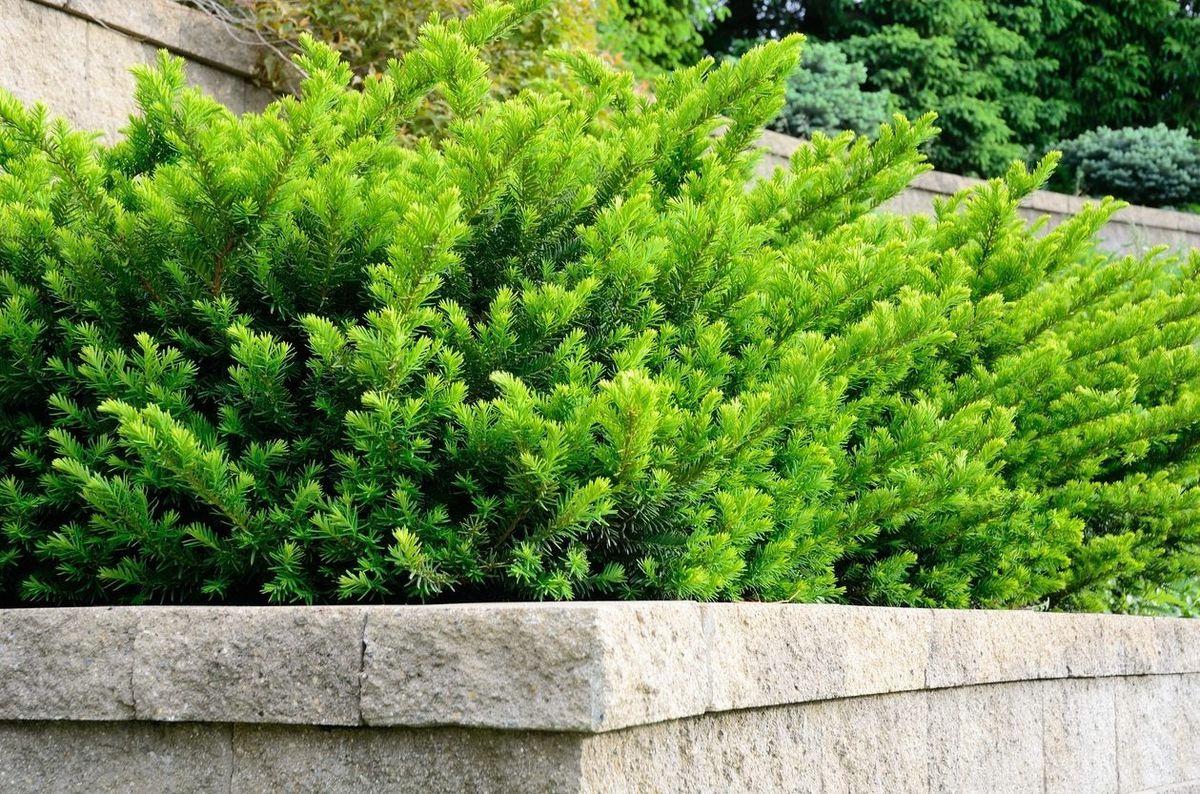 Taxus Media 'tauntonii' - View 35 from www redcrocus com