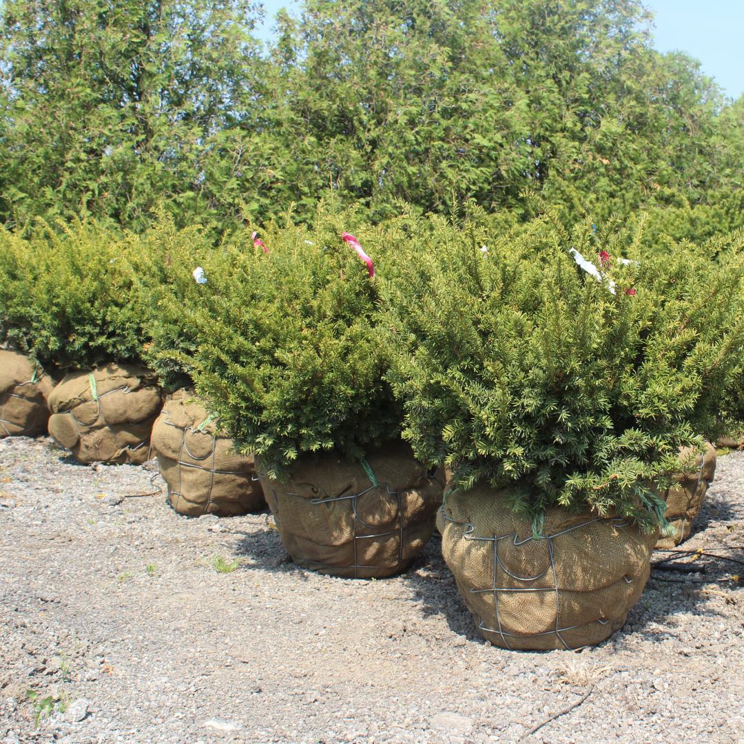 Taxus Media 'tauntonii' - View 36 from www redcrocus com