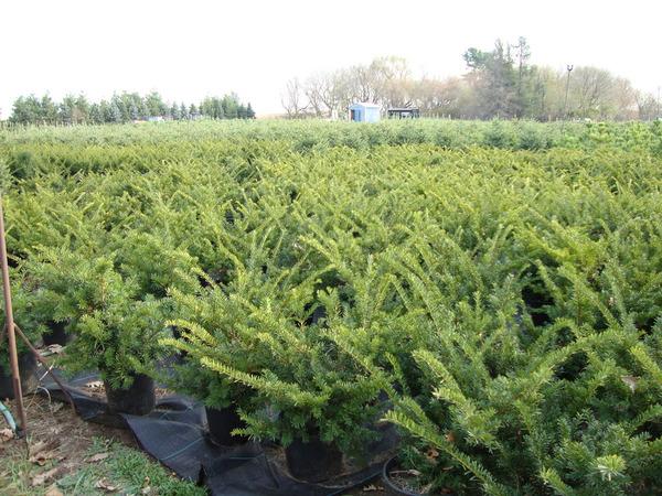 Taxus Media 'tauntonii' - View 38 from www redcrocus com