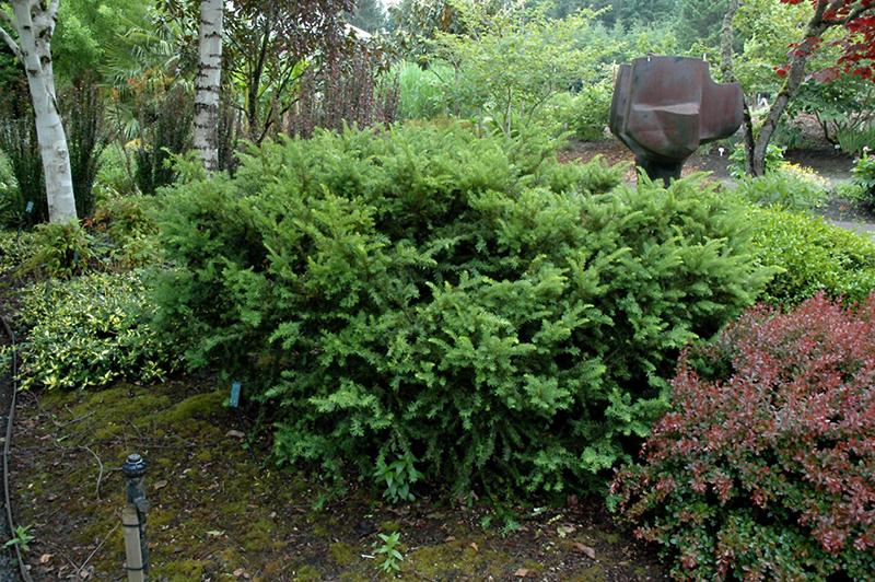 Taxus Media 'tauntonii' - View 3 from www redcrocus com