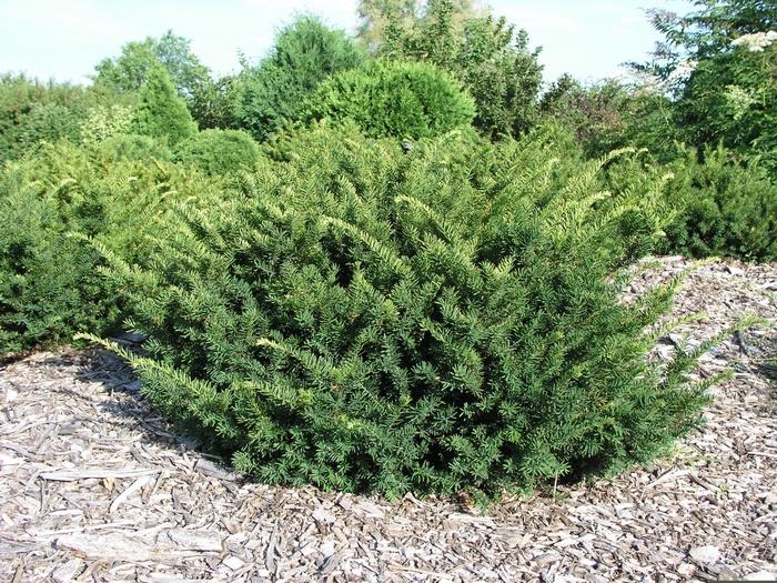 Taxus Media 'tauntonii' - View 4 from www redcrocus com