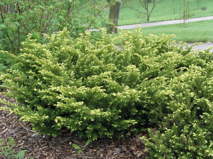 Taxus Media 'tauntonii' - View 5 from www redcrocus com