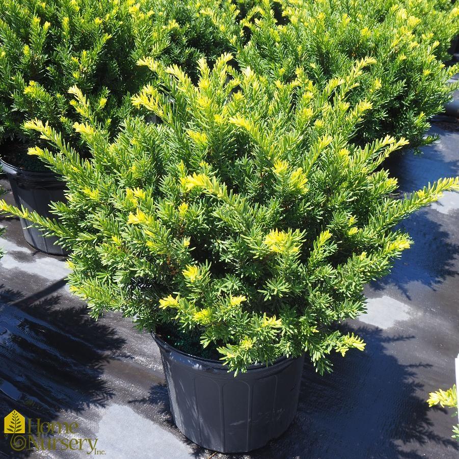 Taxus Media 'tauntonii' - View 6 from www redcrocus com