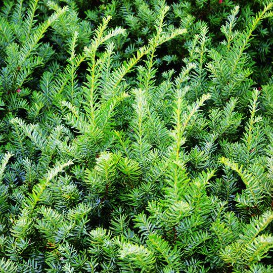 Taxus Media 'tauntonii' - View 7 from www redcrocus com