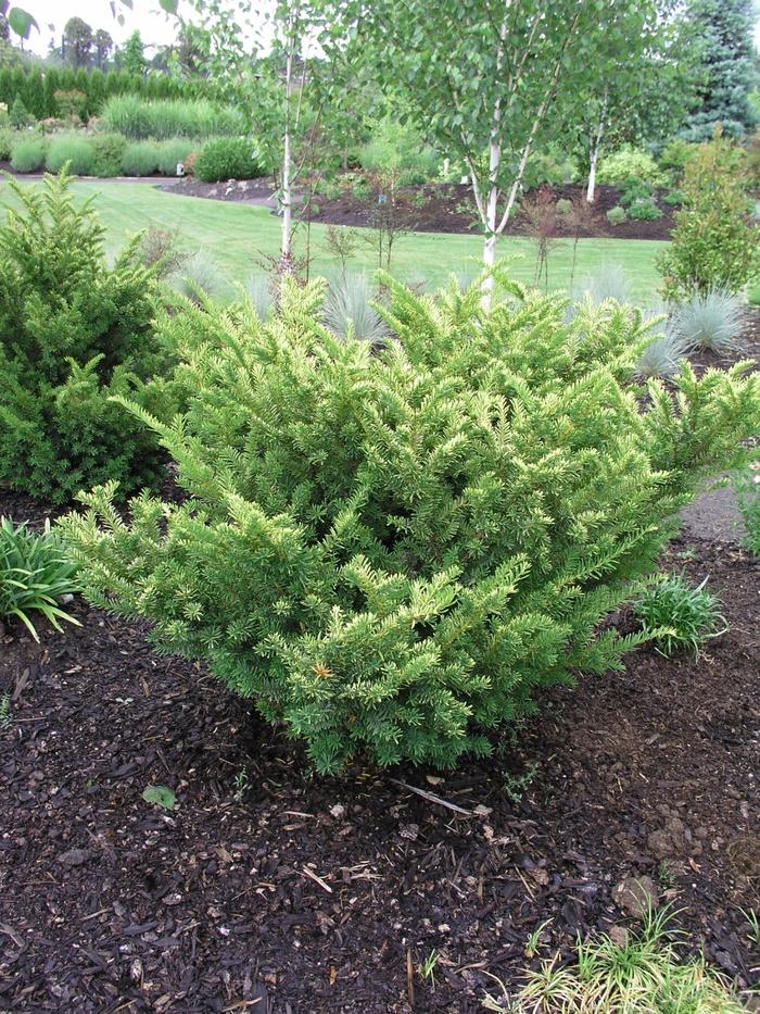 Taxus Media 'tauntonii' - View 8 from www redcrocus com