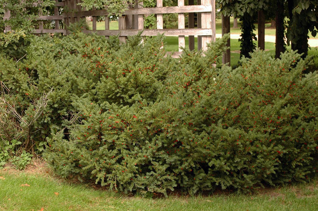 Taxus Media 'tauntonii' - View 9 from www redcrocus com