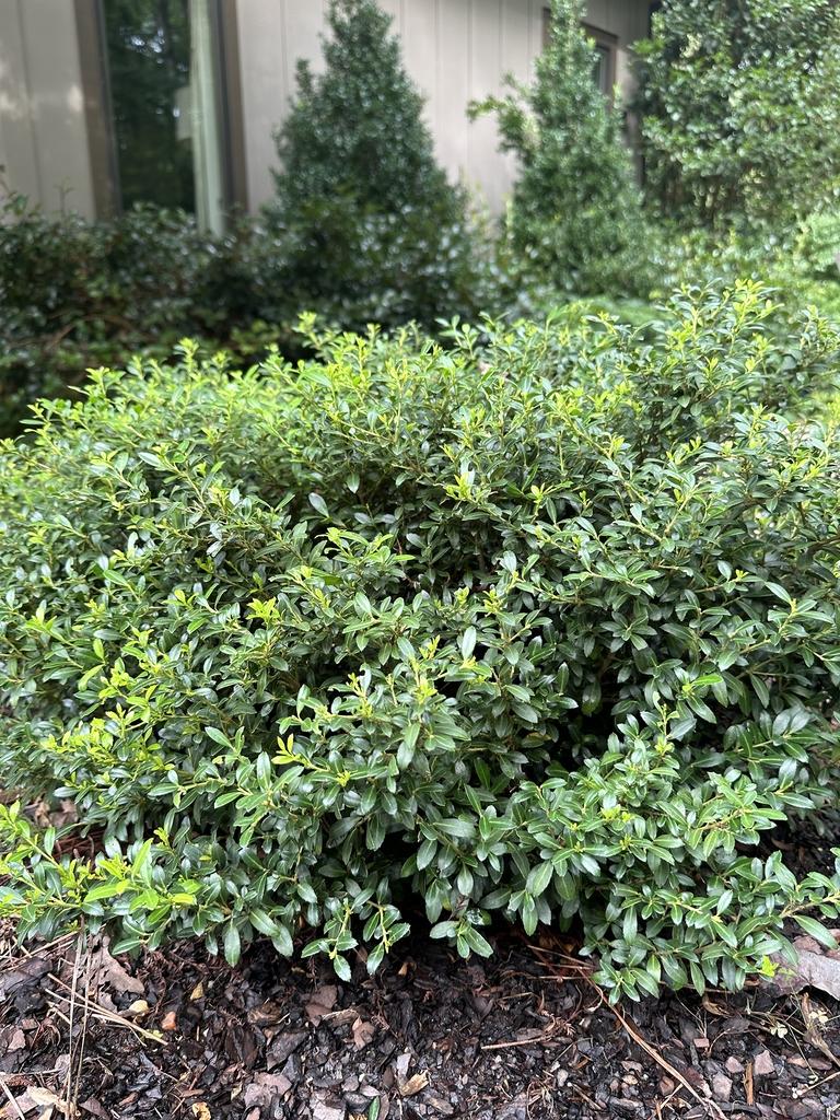 Ilex Crenata Soft Touch - View 19 from www redcrocus com