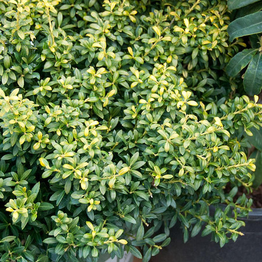 Ilex Crenata Soft Touch - View 1 from www redcrocus com