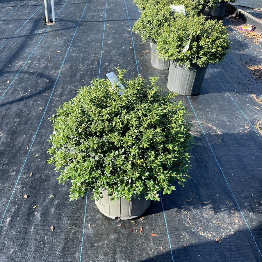 Ilex Crenata Soft Touch - View 20 from www redcrocus com