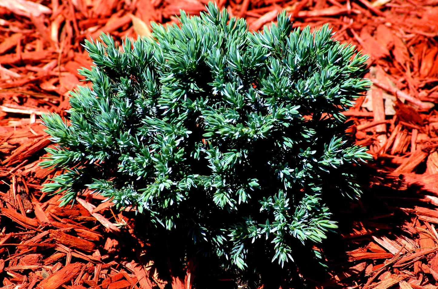 Juniperus Squamata 'blue Star' - View 12 from www redcrocus com