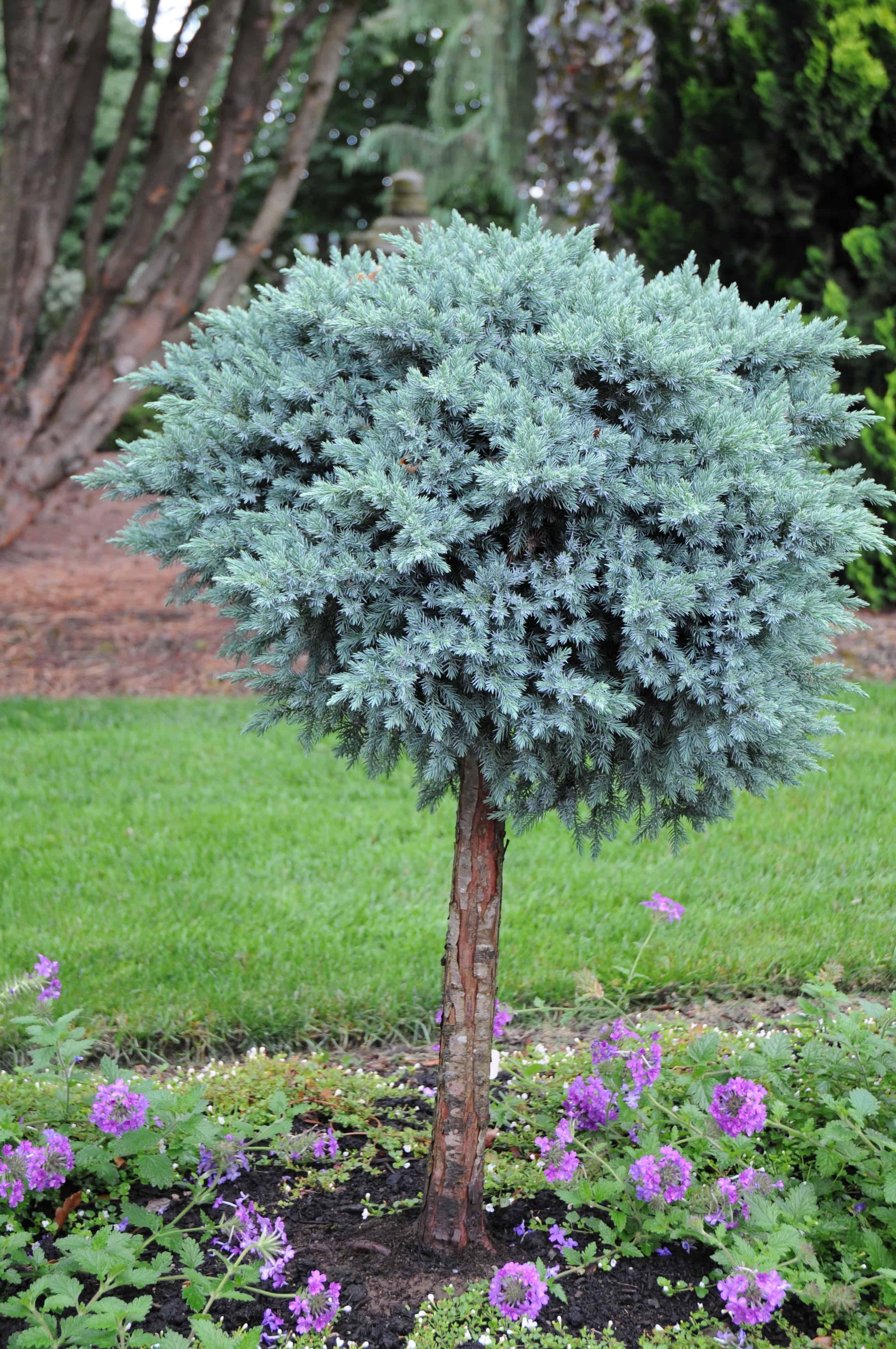 Juniperus Squamata 'blue Star' - View 7 from www redcrocus com