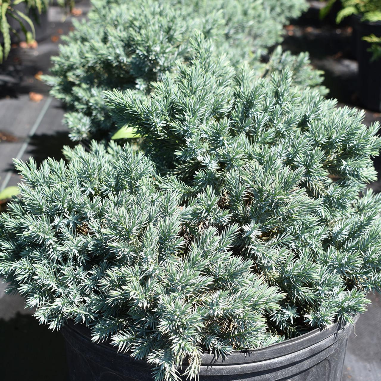 Juniperus Squamata 'blue Star' - View 8 from www redcrocus com