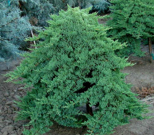 Juniperus Procumbens Nana - View 1 from www redcrocus com