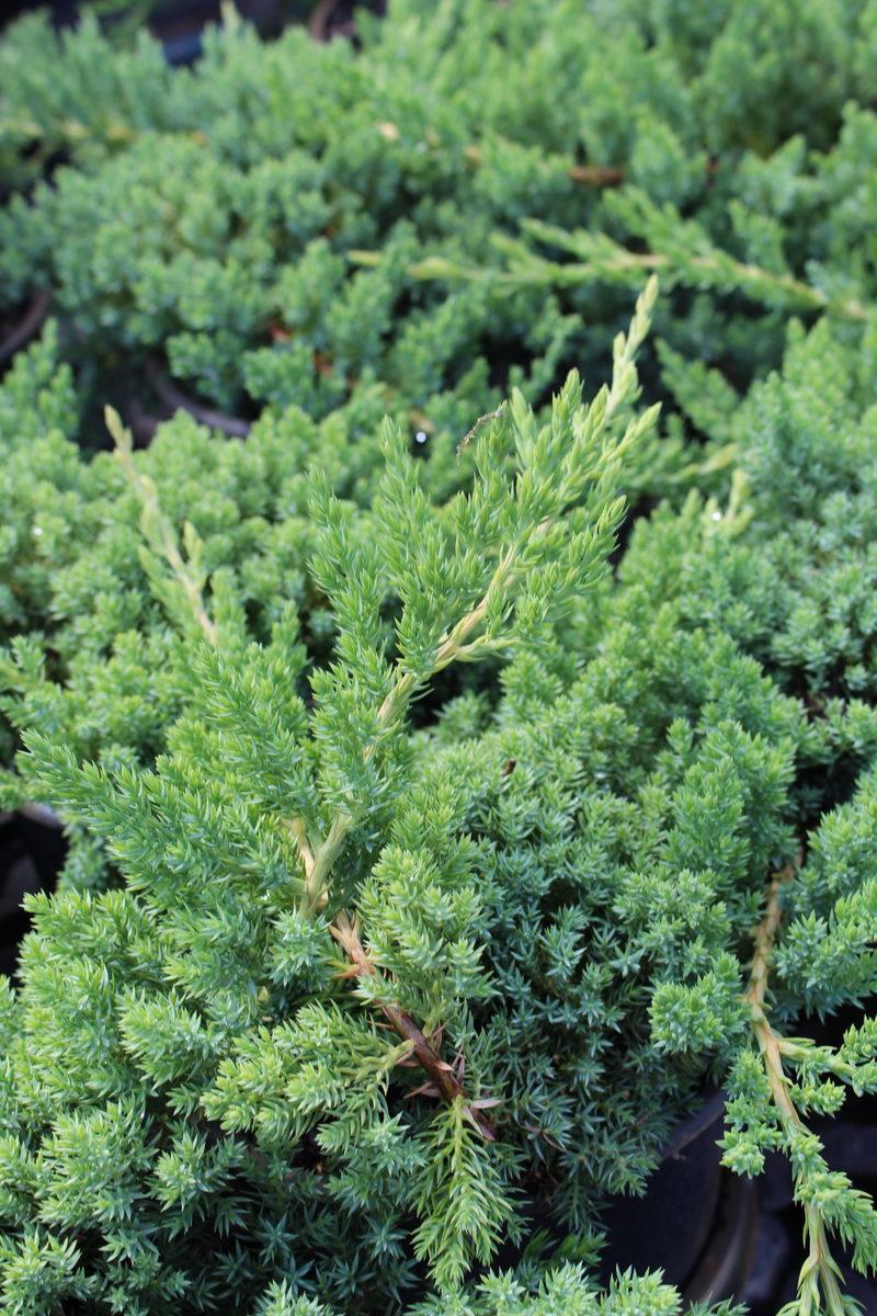 Juniperus Procumbens Nana - View 20 from www redcrocus com