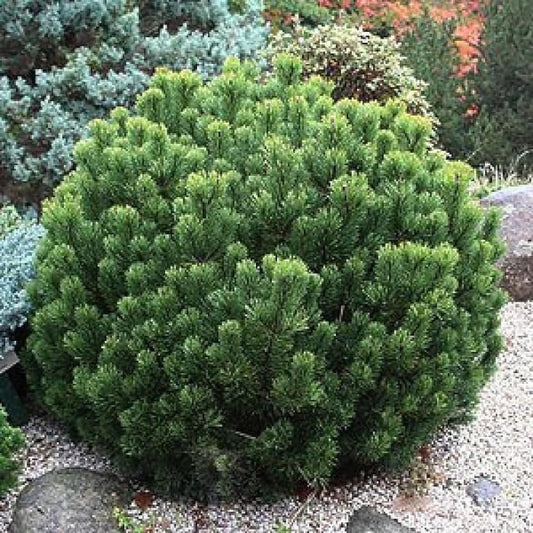 Pinus Mugo Pumilio - View 1 from www redcrocus com