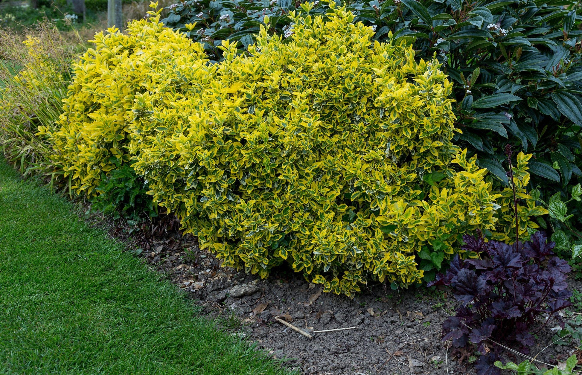 Euonymus Fortunei Emerald N Gold - View 13 from www redcrocus com