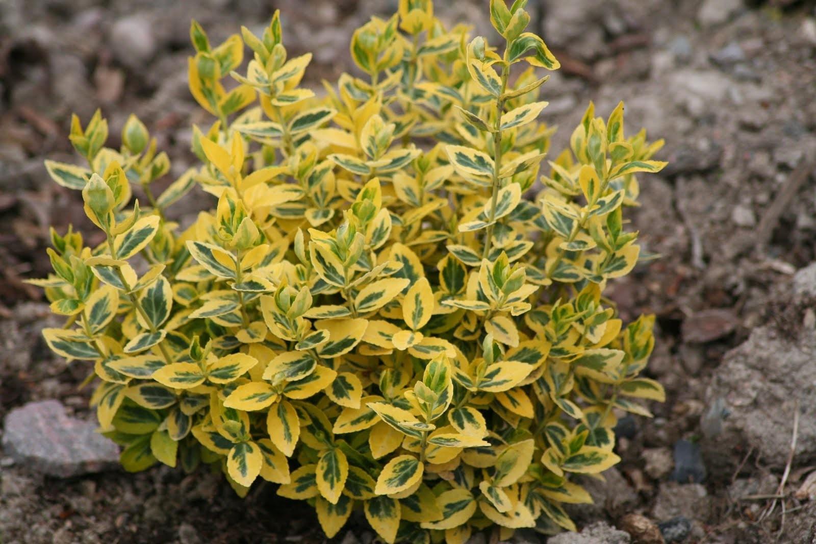 Euonymus Fortunei Emerald N Gold - View 2 from www redcrocus com