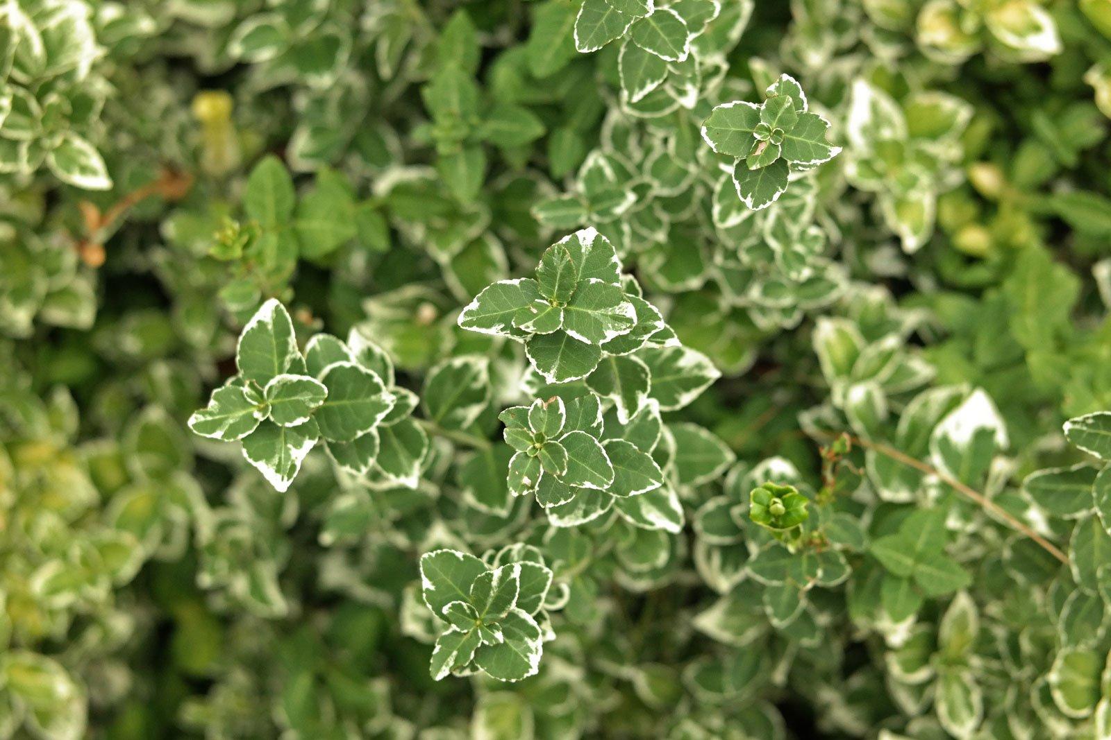 Euonymus Fortunei Emerald Gaiety - View 17 from www redcrocus com