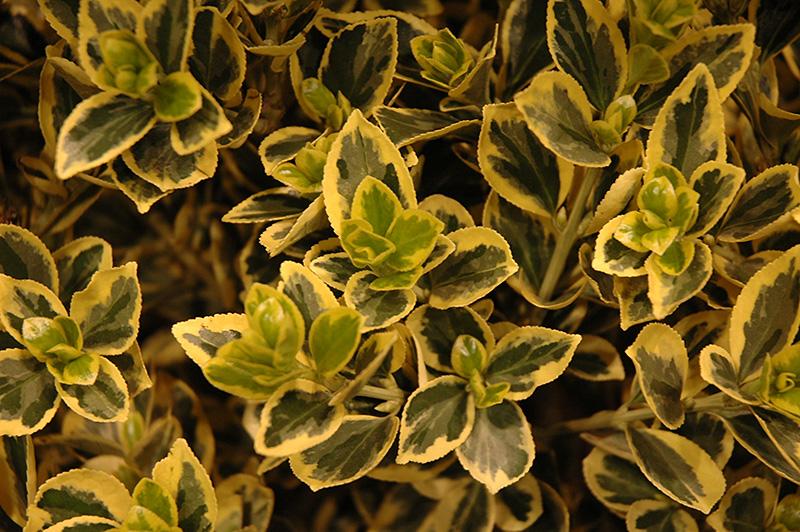 Euonymus Japonicus Chollipo - View 11 from www redcrocus com