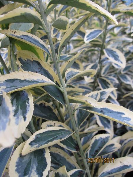 Euonymus Japonicus Chollipo - View 16 from www redcrocus com