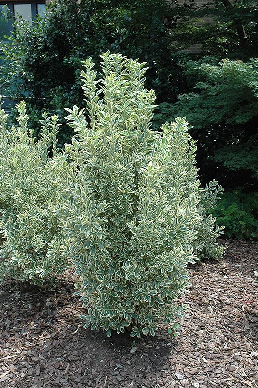 Euonymus Japonicus Chollipo - View 1 from www redcrocus com