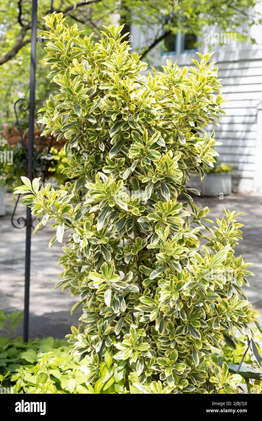 Euonymus Japonicus Chollipo - View 1 from www redcrocus com