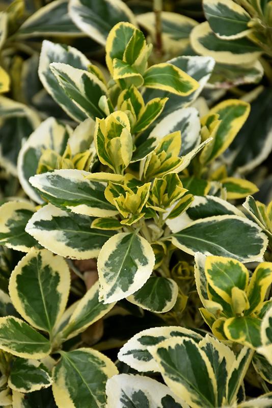 Euonymus Japonicus Chollipo - View 3 from www redcrocus com