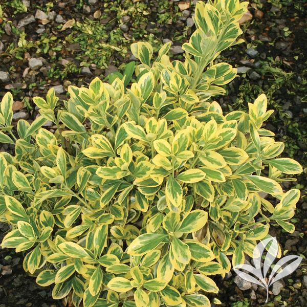 Euonymus Japonicus Chollipo - View 6 from www redcrocus com