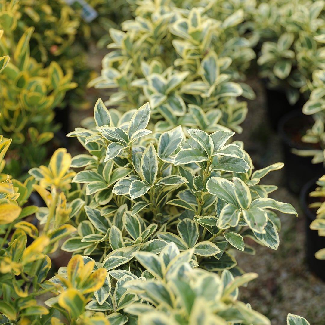 Euonymus Japonicus Chollipo - View 7 from www redcrocus com