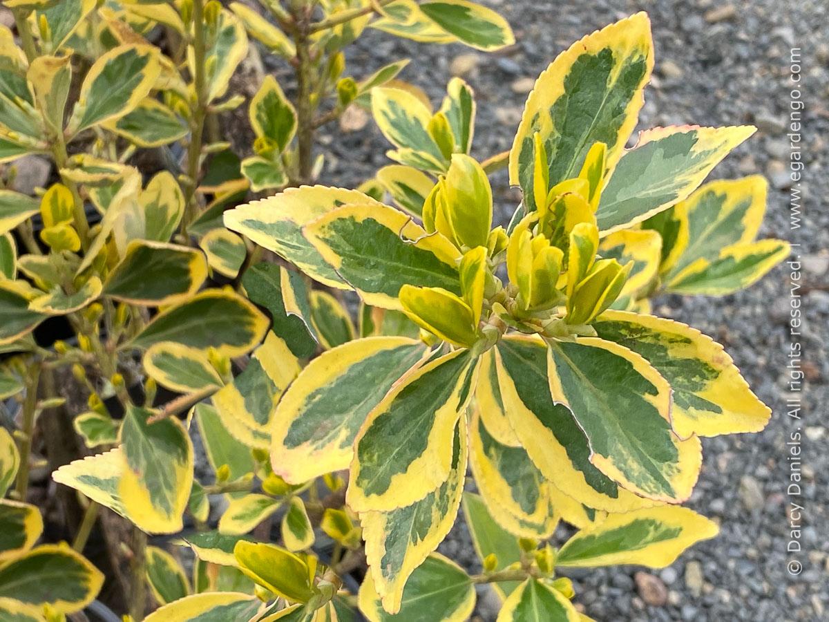 Euonymus Japonicus Chollipo - View 8 from www redcrocus com