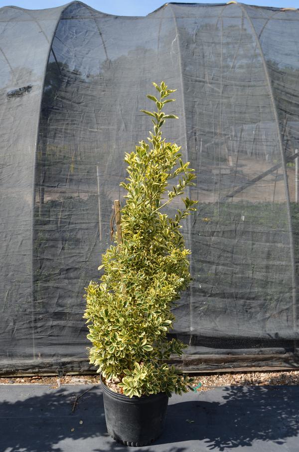Euonymus Japonicus Chollipo - View 9 from www redcrocus com