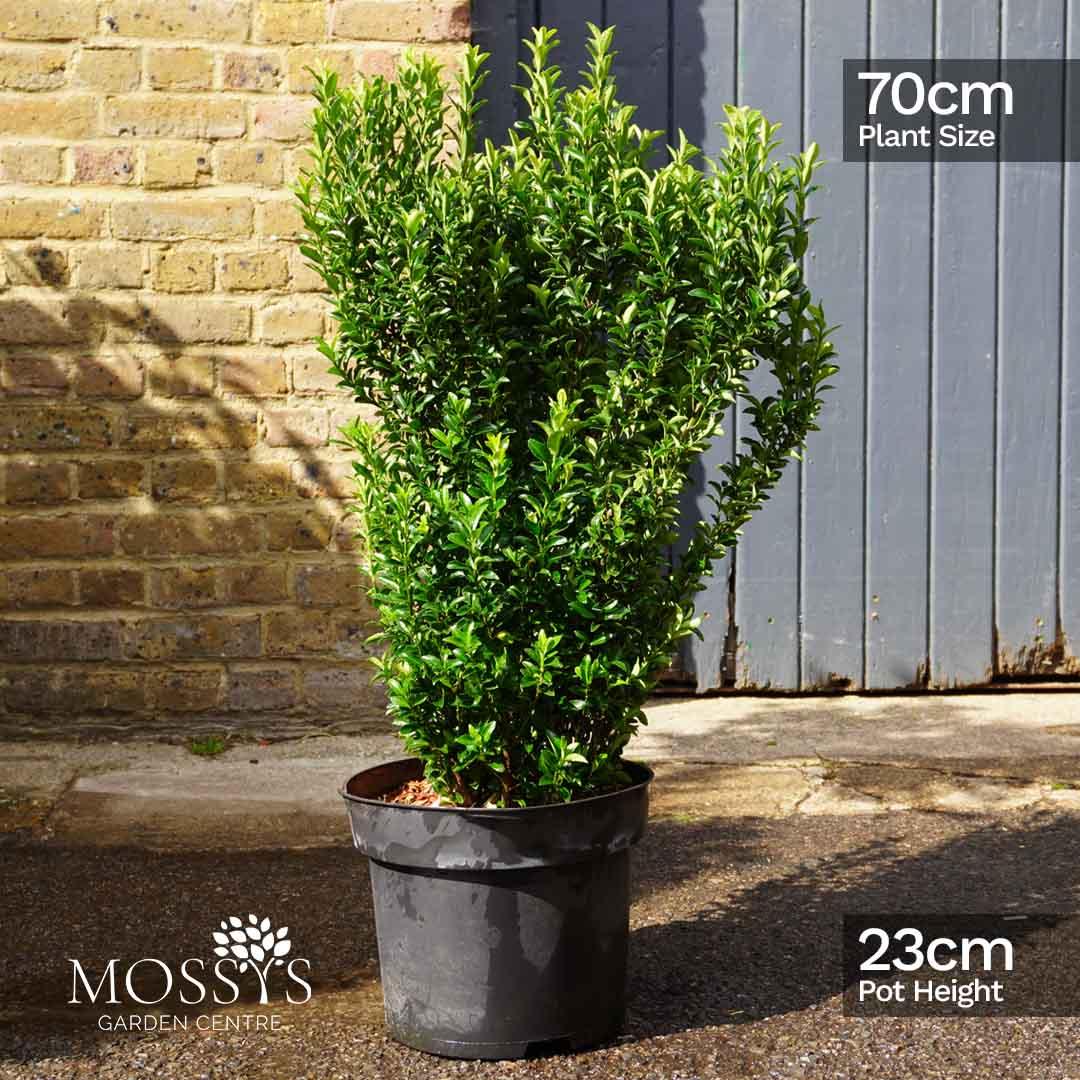 Euonymus Japonicus Green Spire - View 15 from www redcrocus com