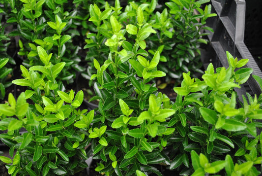 Euonymus Japonicus Green Spire - View 1 from www redcrocus com