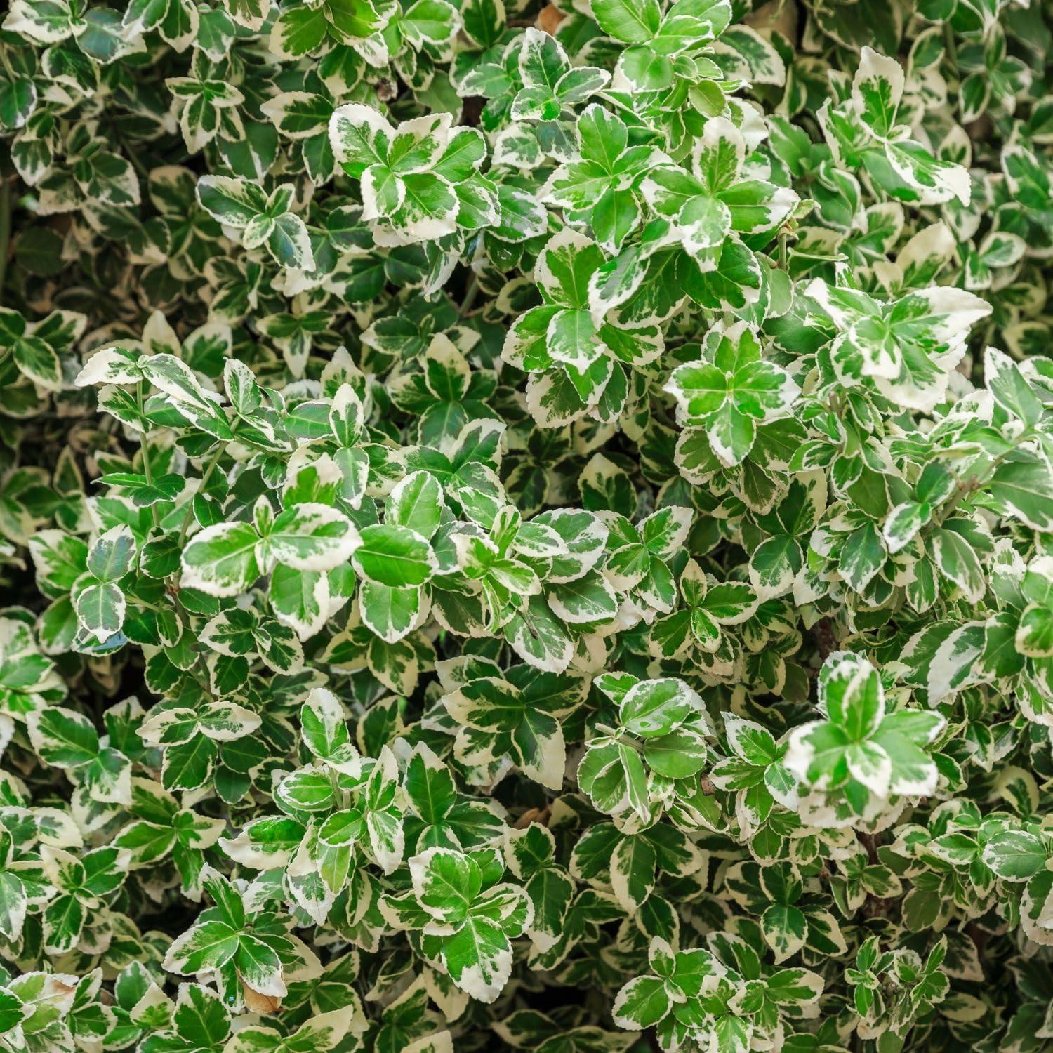 Euonymus Japonicus Silver King - View 14 from www redcrocus com