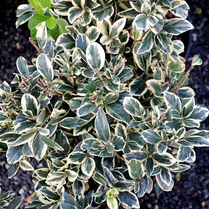 Euonymus Japonicus Silver King - View 2 from www redcrocus com