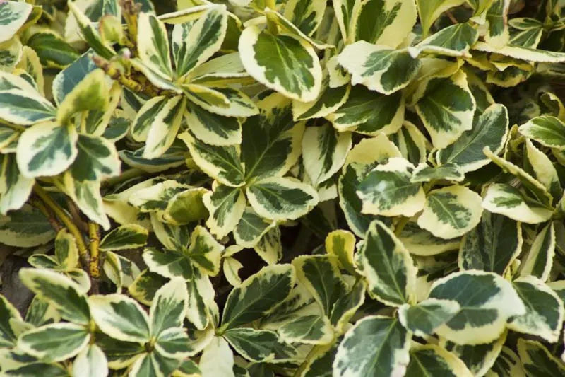Euonymus Japonicus Silver King - View 6 from www redcrocus com
