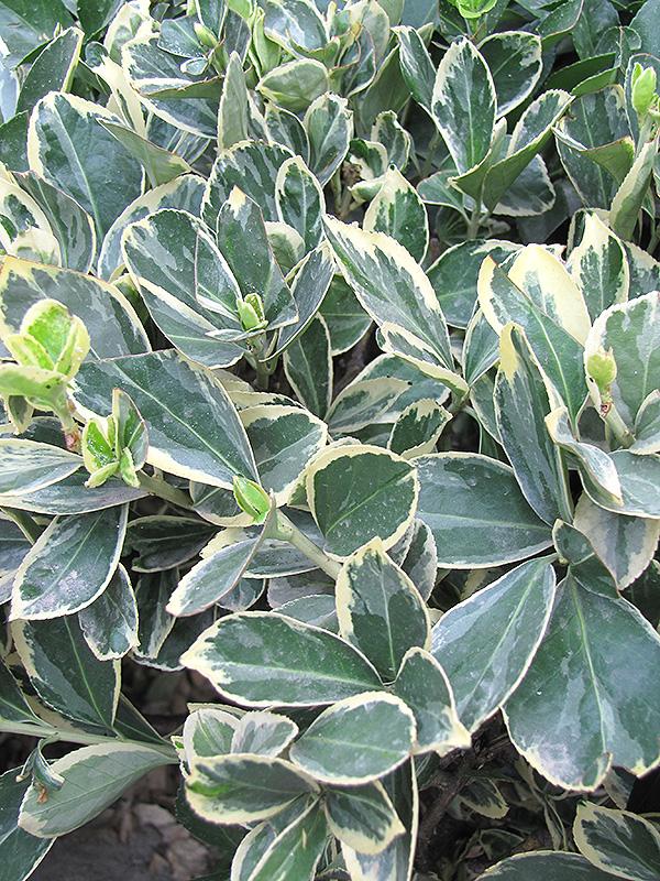 Euonymus Japonicus Silver King - View 9 from www redcrocus com