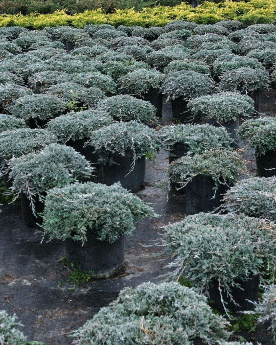 Juniperus Horizontalis 'icee Blue' - View 10 from www redcrocus com