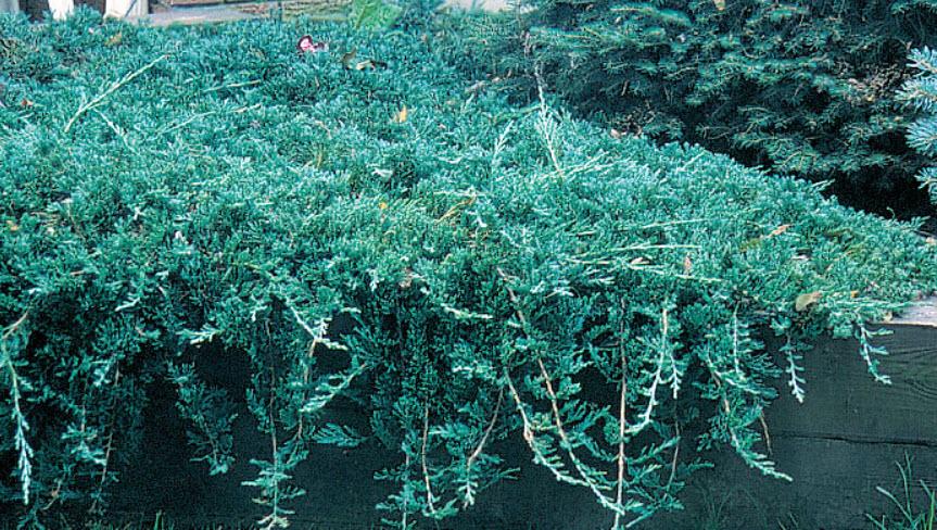 Juniperus Horizontalis 'icee Blue' - View 14 from www redcrocus com
