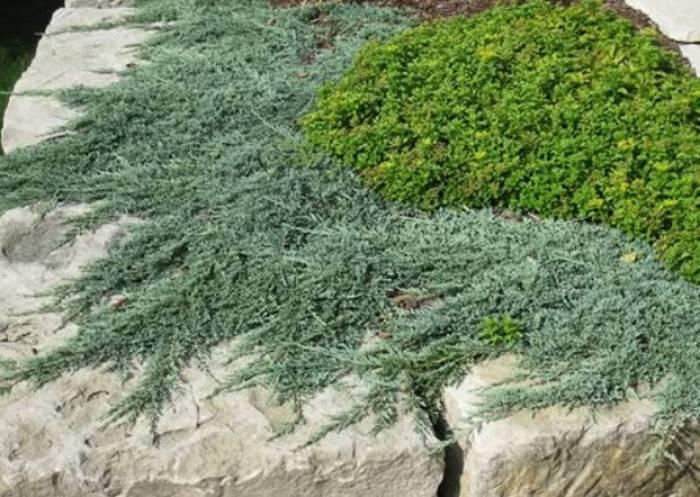Juniperus Horizontalis 'icee Blue' - View 15 from www redcrocus com