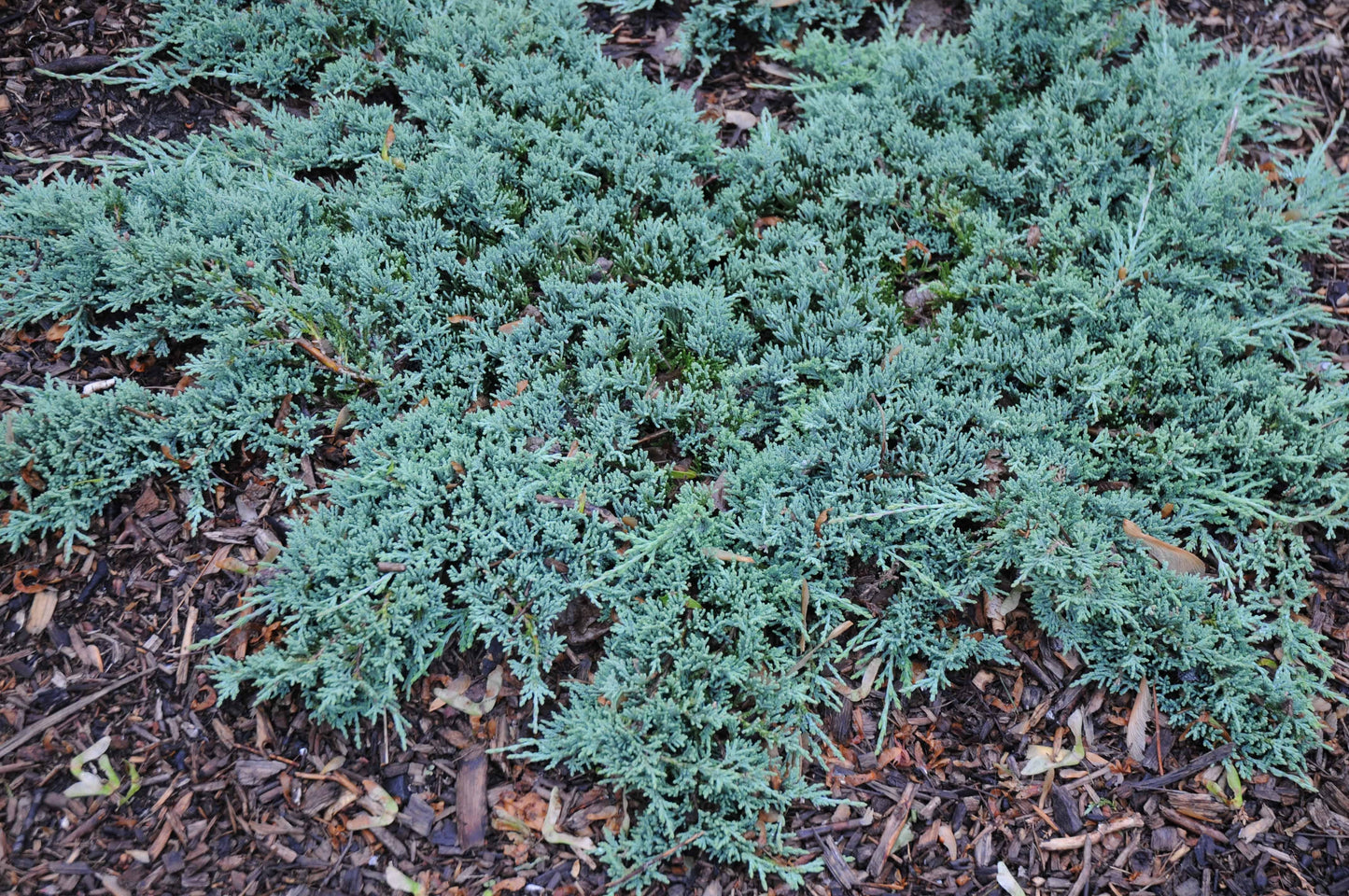 Juniperus Horizontalis 'icee Blue' - View 16 from www redcrocus com