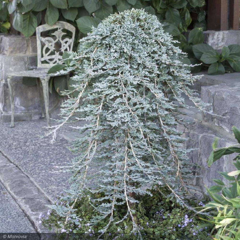 Juniperus Horizontalis 'icee Blue' - View 17 from www redcrocus com