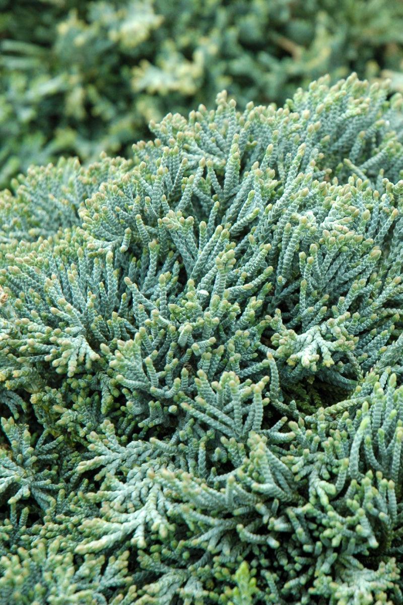 Juniperus Horizontalis 'icee Blue' - View 19 from www redcrocus com