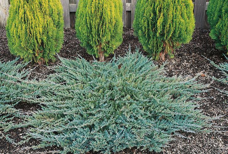 Juniperus Horizontalis 'icee Blue' - View 1 from www redcrocus com